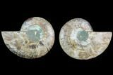 Sliced Ammonite Fossil - Agatized #123207-1